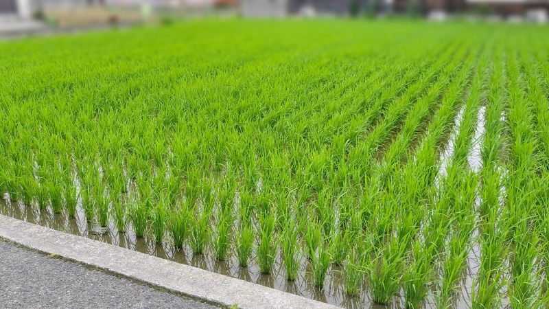 田んぼ　読書感想文　課題図書