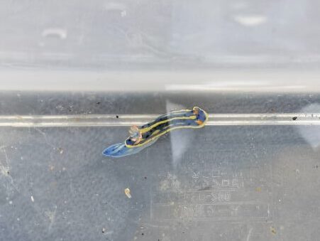 磯 海 ヒトデ ウニ 絵本
